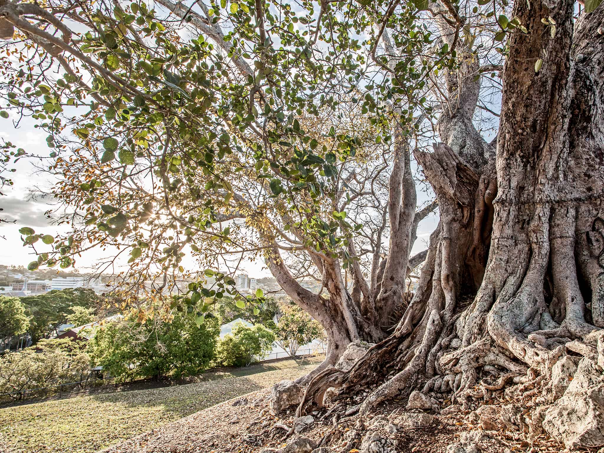  Cunninghams  Knoll Discover Ipswich