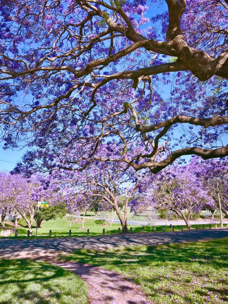 Where to see Jacaranda blooms in Ipswich – Discover Ipswich