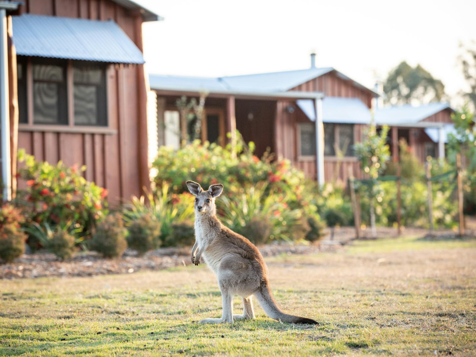 Spicers Hidden Vale local kangaroo