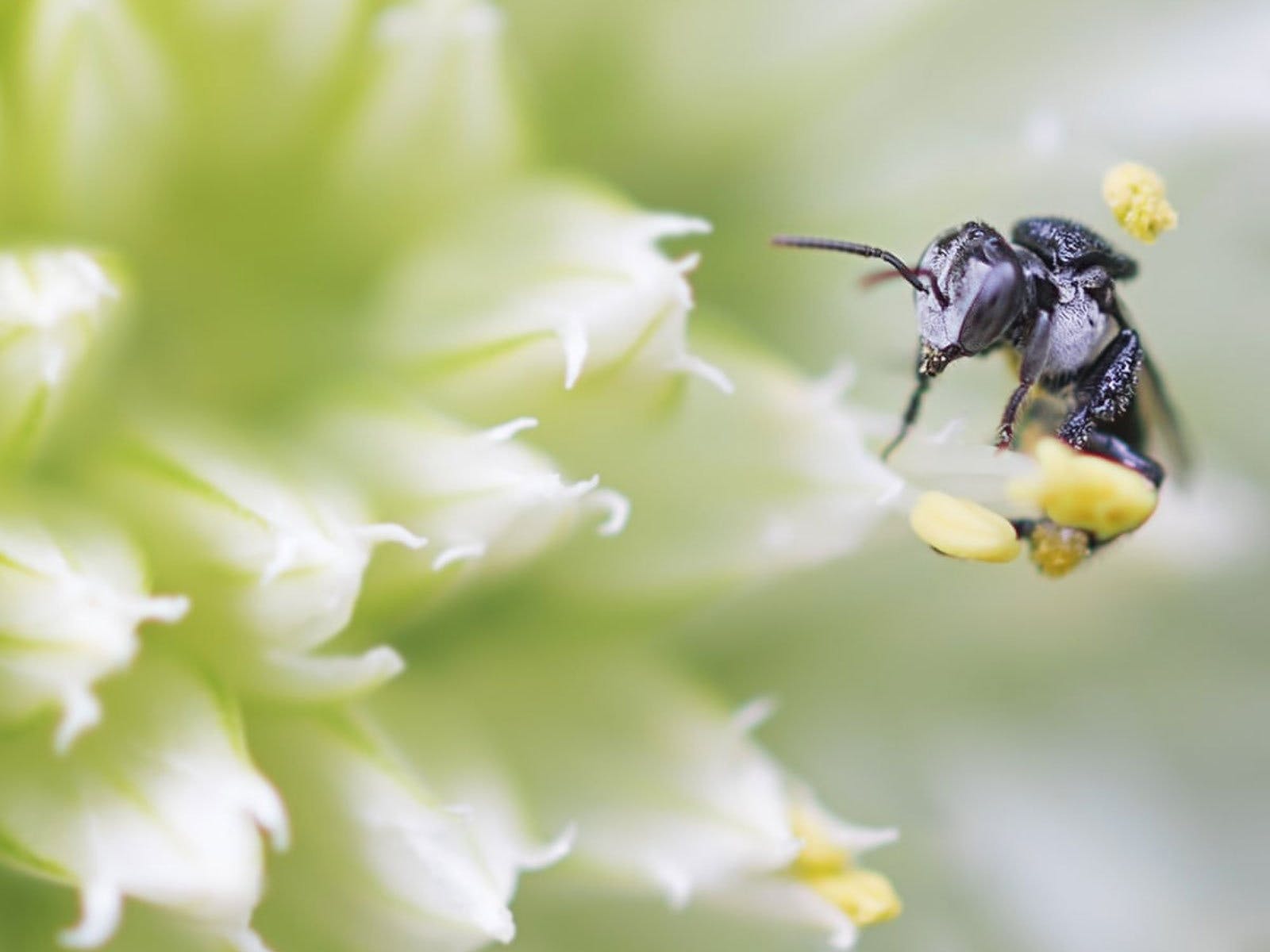 Australian Native Bee Workshop – Discover Ipswich